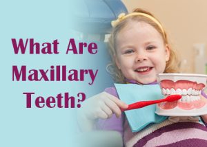 Cornelius' dentist, Dr. Ryan Whalen at Whalen Dentistry, discusses maxillary teeth: what they are, and how they function in the mouth.